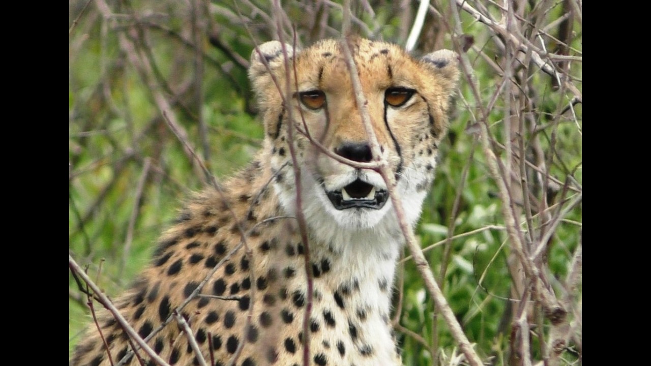 Hluhluwe Imfolozi Game Reserve Safari