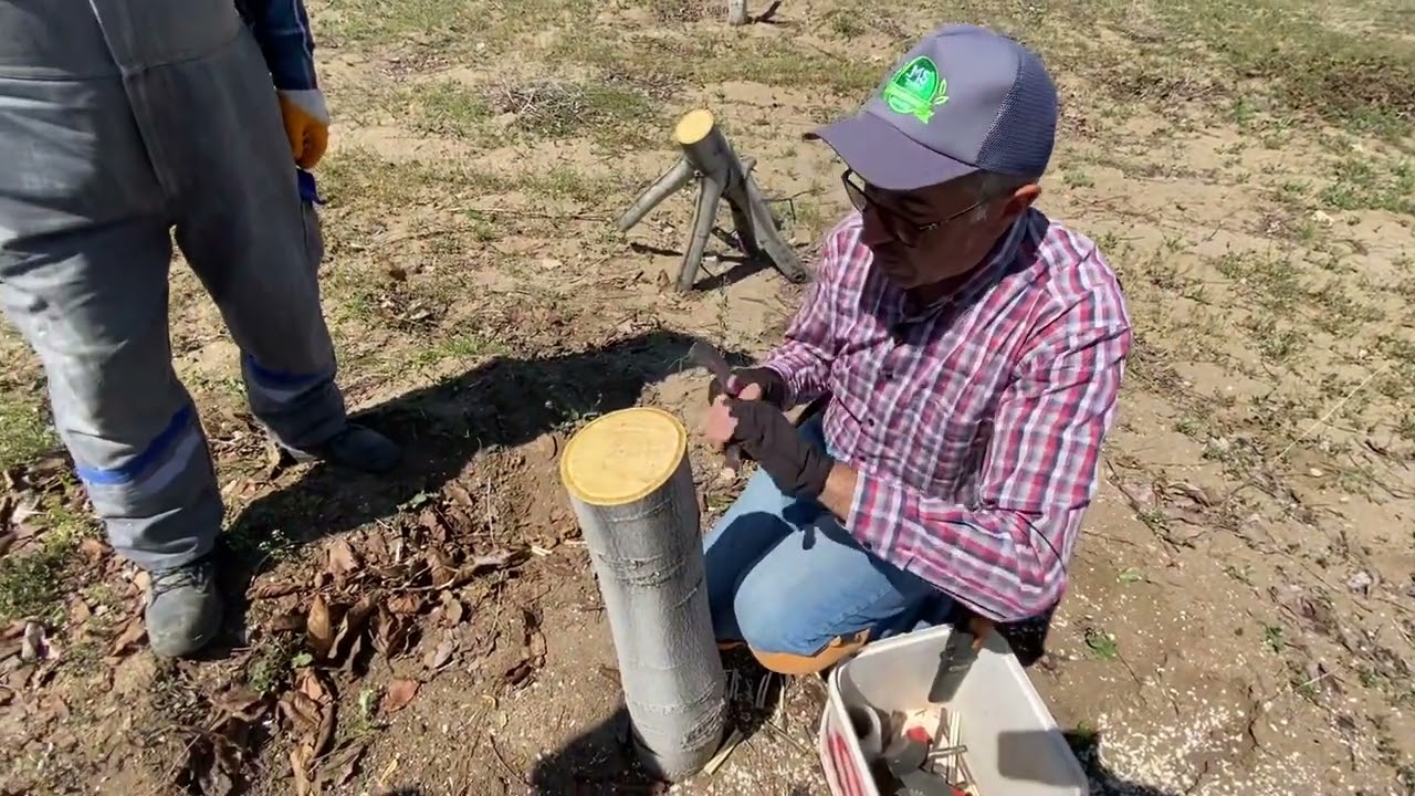 Ankara Evren Çatalpınar Köyü Çeşit Değiştirme Aşı