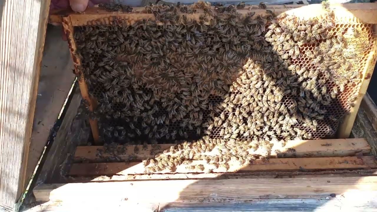 12.02.2026. Primăvară în toată splendoarea, pentru albine, dar și pentru oricine.