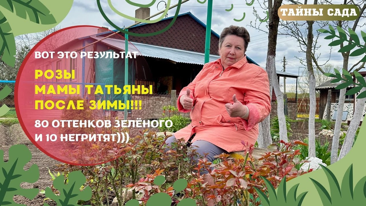 РОЗЫ МАМЫ ТАТЬЯНЫ ПОСЛЕ ЗИМЫ. 80 ОТТЕНКОВ ЗЕЛЁНОГО И 10 НЕГРИТЯТ! ВОТ ЭТО РЕЗУЛЬТАТ!