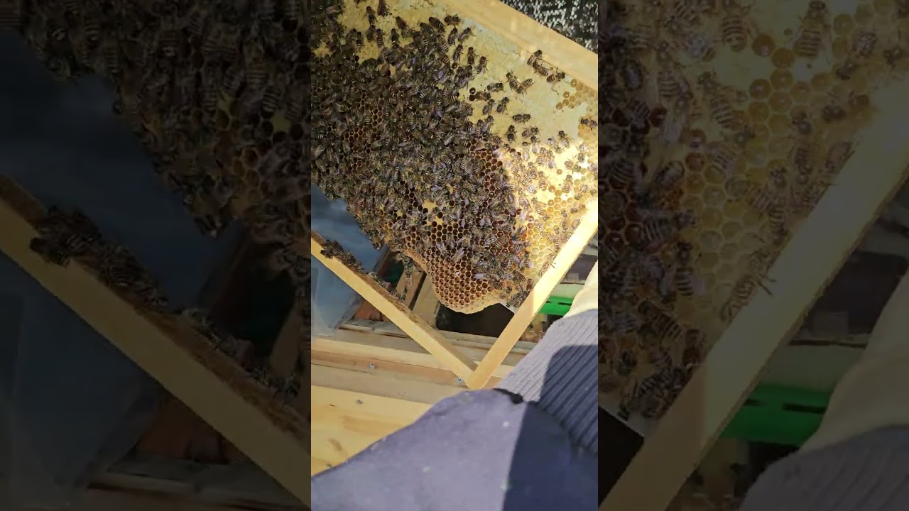 토종벌 봄벌 깨우기 첫 내검