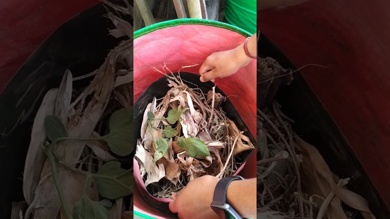 How to fill a big pot with less soil 😲 | How to fill pots with less soil #shorts #organicgardening