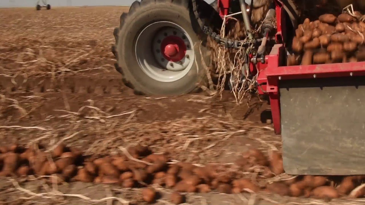 Windrower Operation for Quality Potatoes