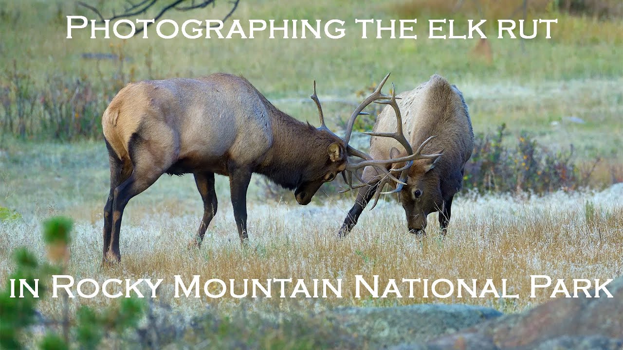 Photographing the Elk Rut in Rocky Mountain National Park
