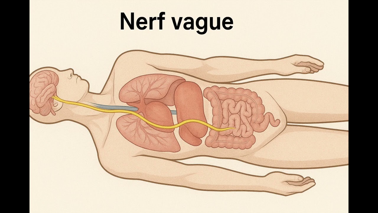 Méditation détente système nerveux