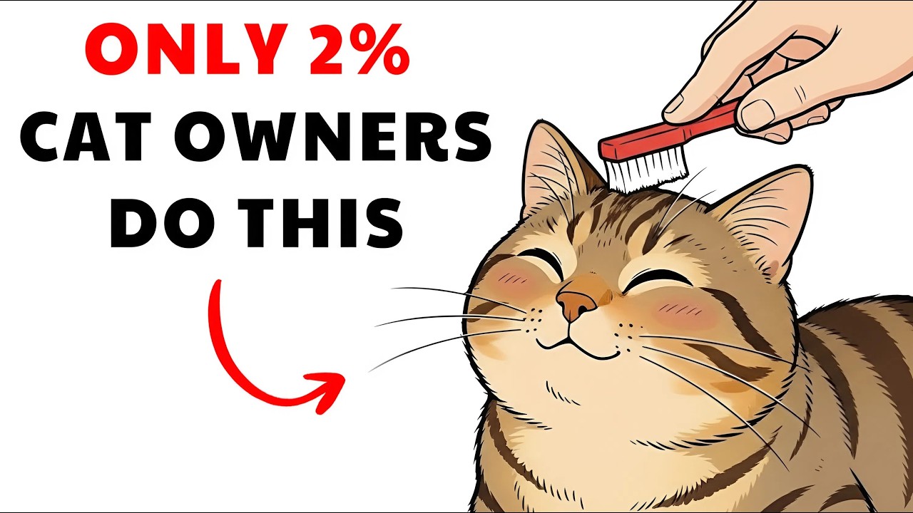 10 Little Things Your Cat Secretly Loves 🐱 | How to Understand Your Cat’s Real Language