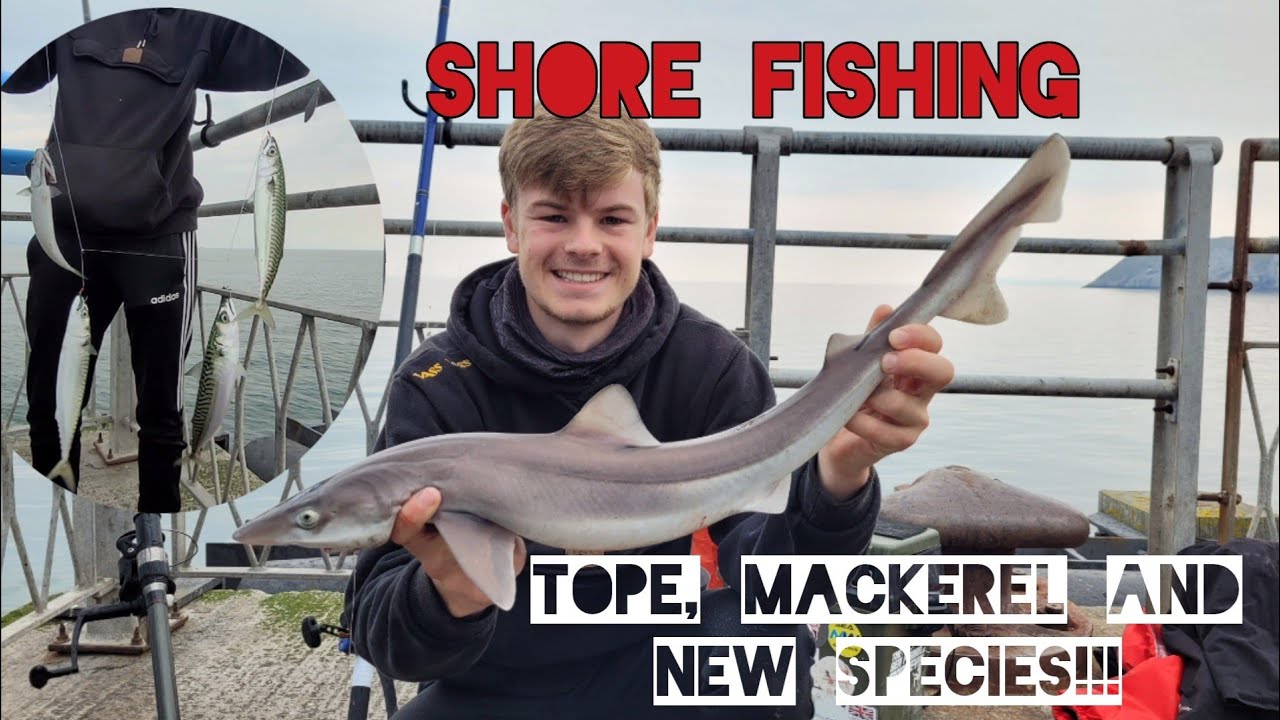 Shore fishing - Tope, mackerel and new species! Llandudno pier