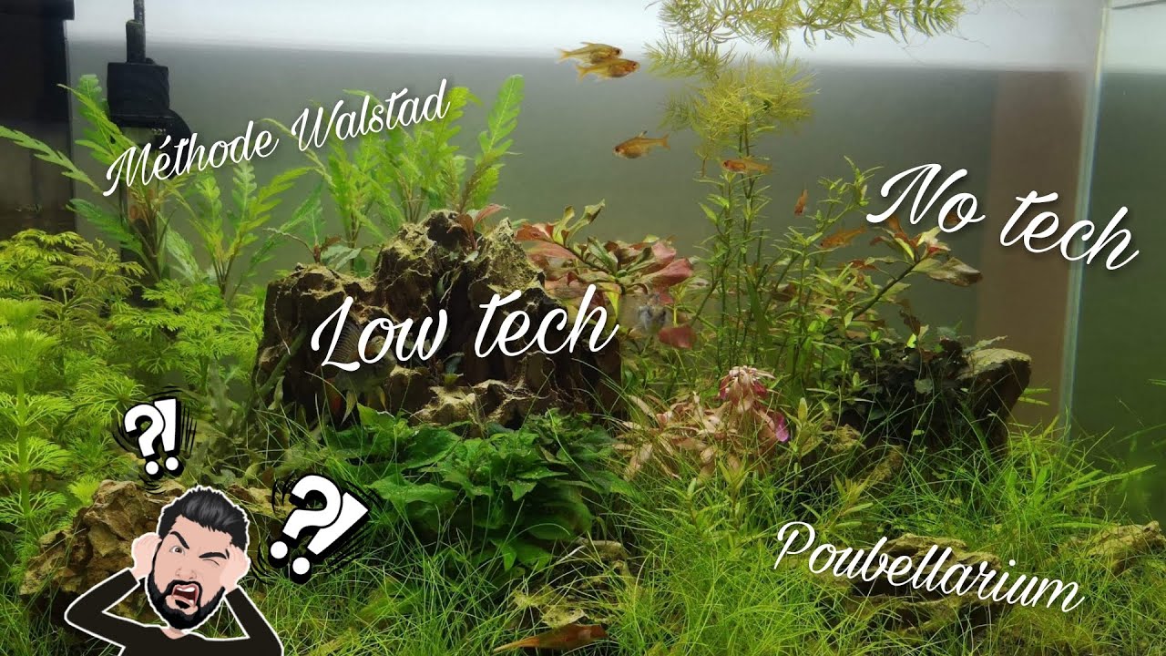 Définition d'un aquarium LowTech, NoTech, d'un Poubellarium et de la Méthode Walstad