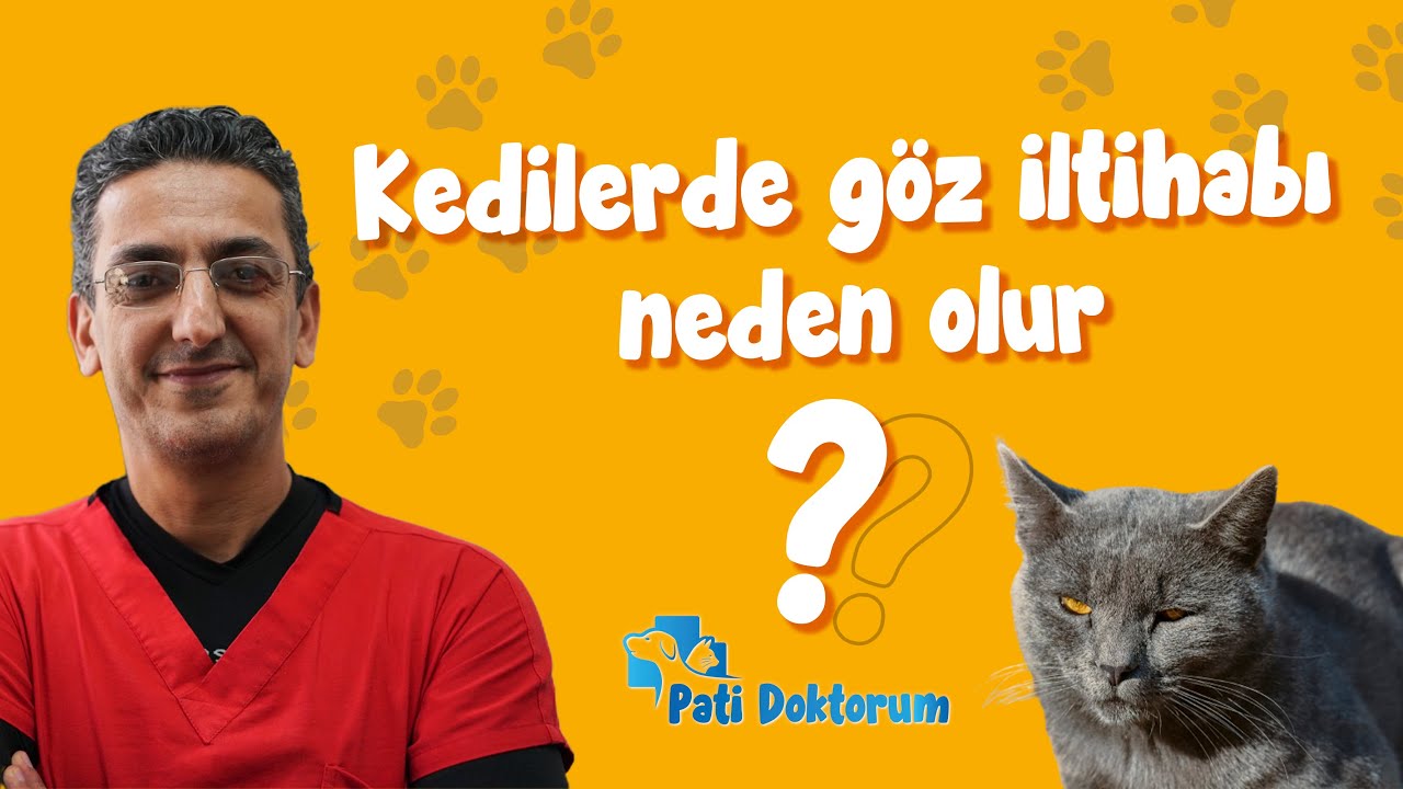 Kedilerde Göz İltihabı Neden Olur ?  |   Pati Doktorum