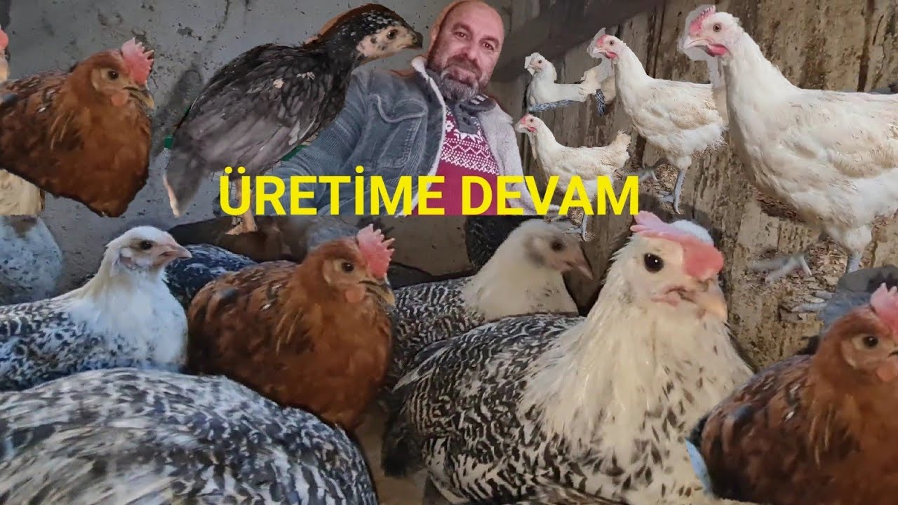 ORMAN HOROZU ve HİNT TAVUĞU MELEZİ ÇİVCİVLER🐣 #bukümesteherşeyvar