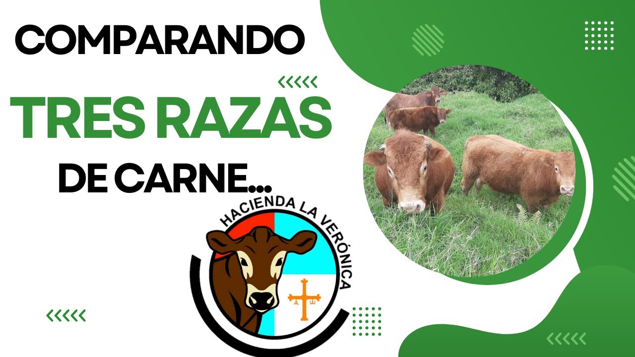 COMPARANDO TRES RAZAS DE CARNE... CHAROLAIS, LIMOUSIN Y BLONDE.