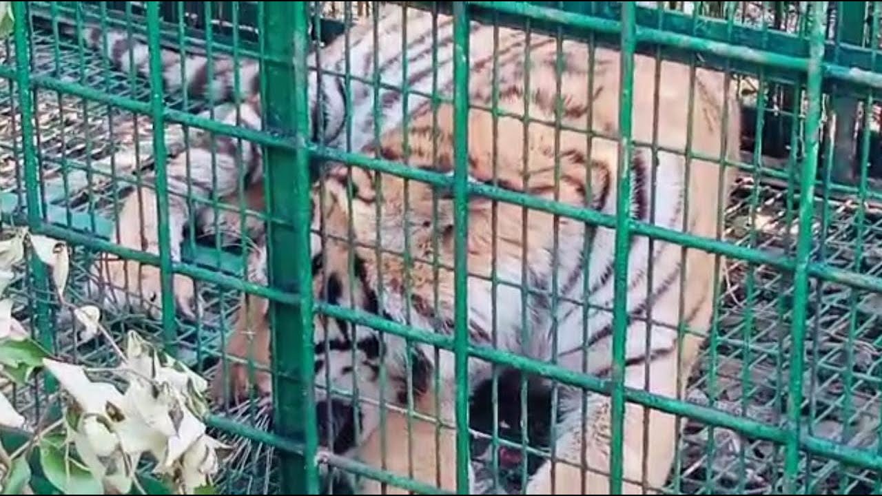 রায়দিঘি তে ধরা পড়ল রয়েল বেঙ্গল টাইগার - Bengal Press Tv