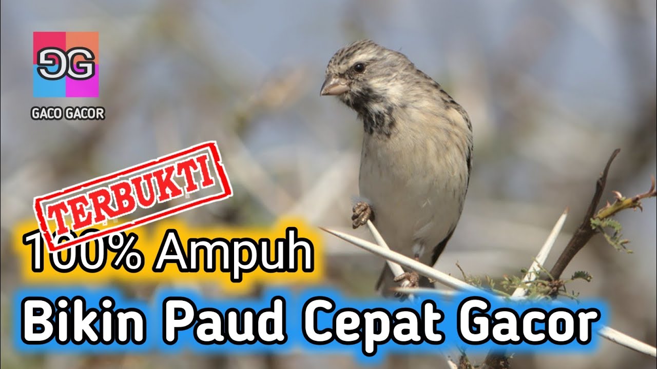 Kicau Blackthroat Gacor Suara Jernih - Terapi Agar Paud Cepat Bunyi