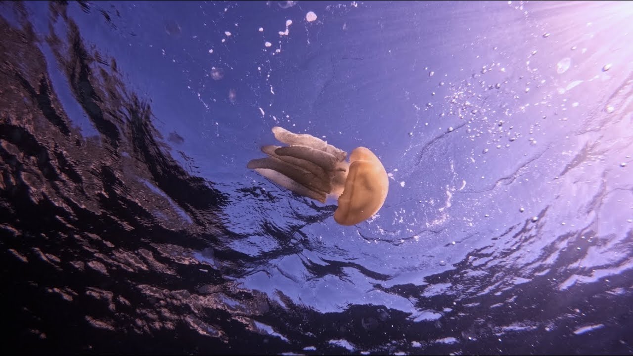 Kurnell Dive - 4K