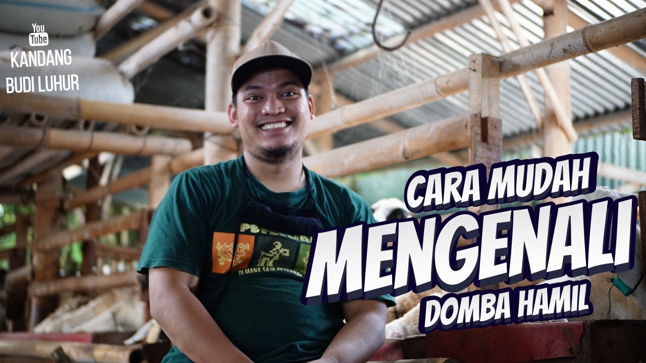Penting Untuk Breeding Mengenali Ciri-Ciri kehamilan Pada Kambing Dan Domba | Ciri Domba hamil