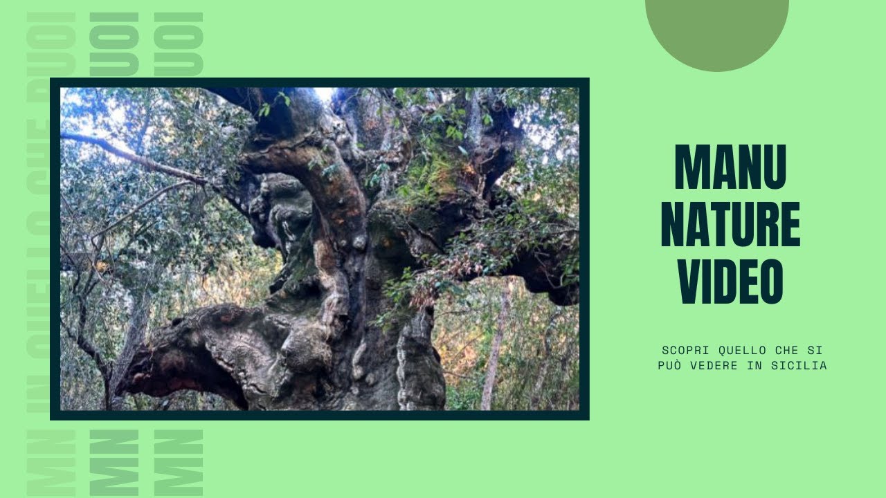 Sicilia è... La Sughereta di Niscemi (Il Bosco di Santo Pietro parte 2)