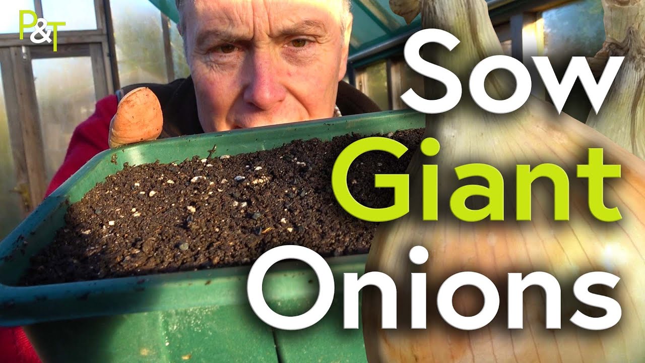 How to Grow Giant Onions! - Pots & Trowels