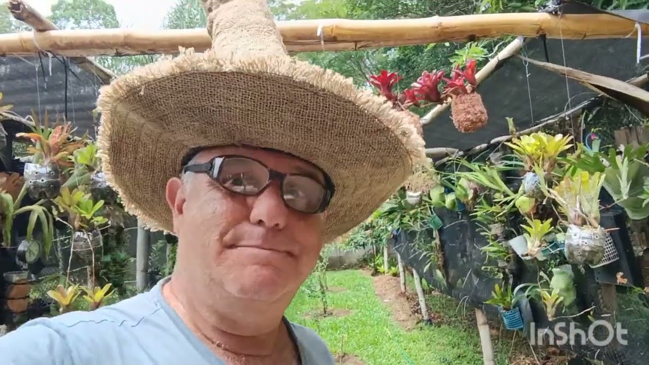 Platycerium Platydeias, retrospectiva 2025 parte 02 