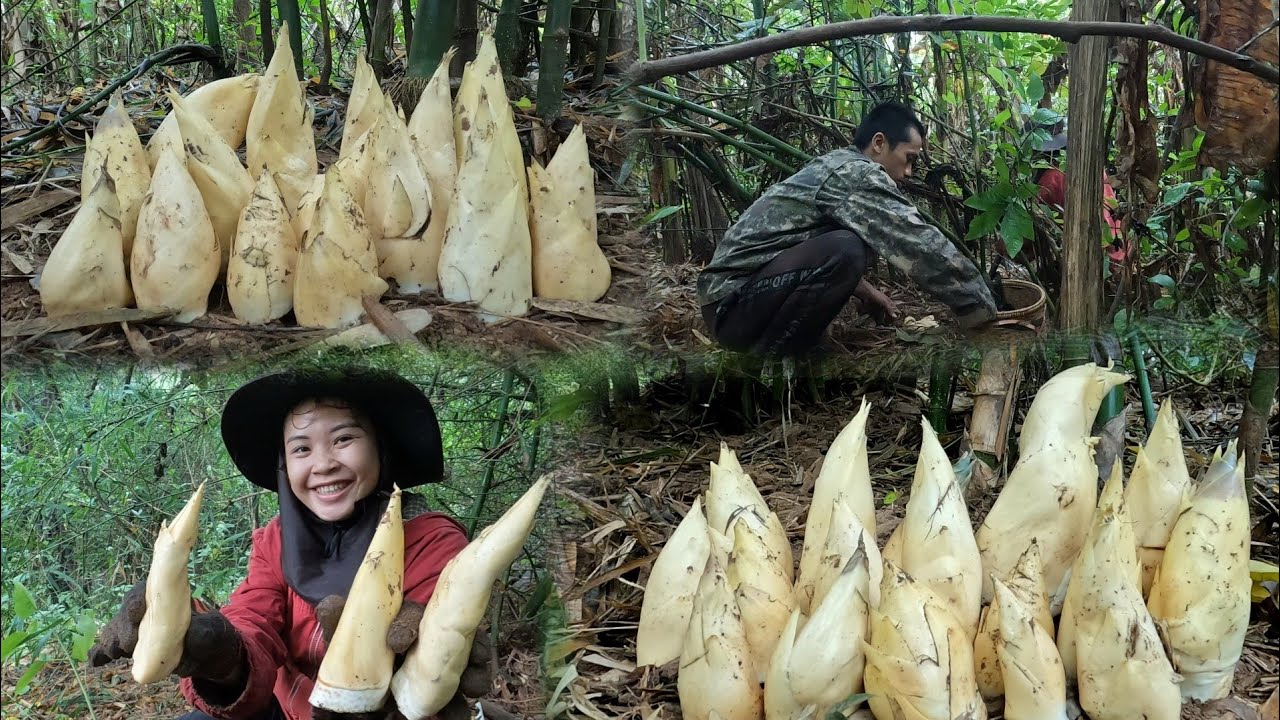 เข้าป่าหาหน่อไม้ไพ่หน่อนางดินหมางๆคือเก่า/ເຂົ້າປ່າຫາໝໍ່ໄມ້4 พฤษภาคม ค.ศ. 2024