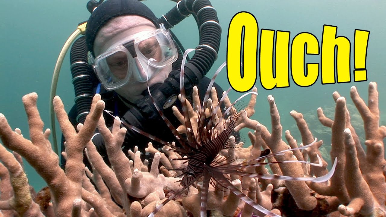 Venomous Fish (HD) | JONATHAN BIRD'S BLUE WORLD