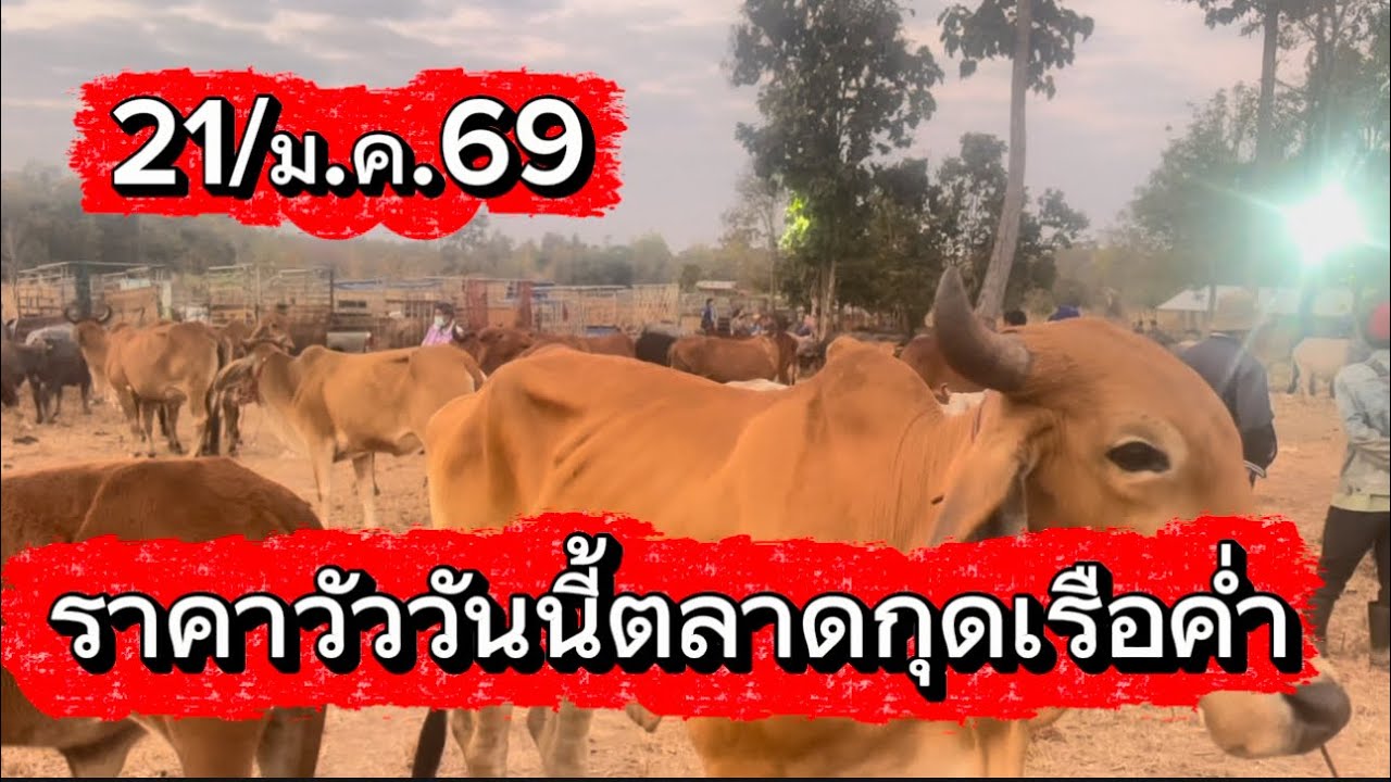 ราคาวัววันนี้ตลาดกุดเรือคำ อ.วานร จ.สกลนคร #ราคาวัววันนี้ 21/1/69