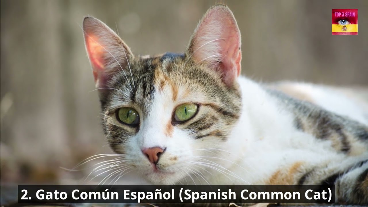 Top 3 Spain Pets