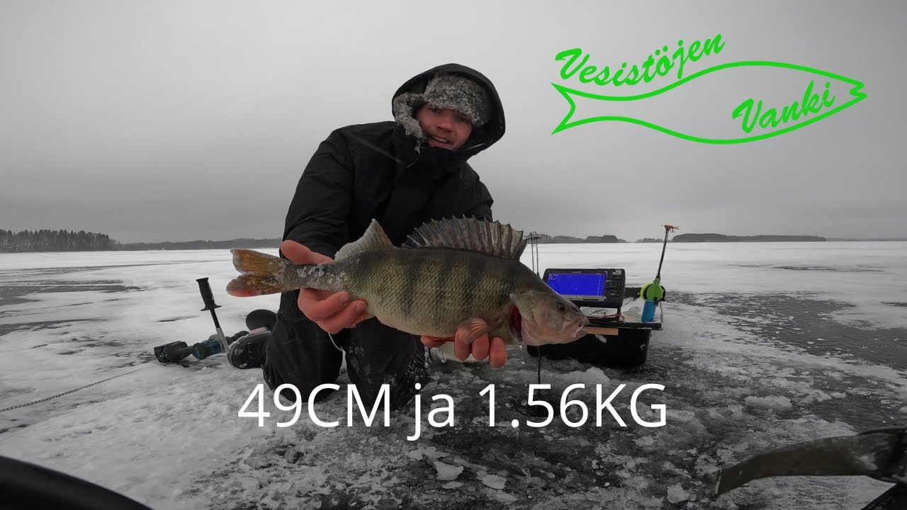 HULLU SUURAHVEN P&Auml;IV&Auml; MYR&Auml;K&Auml;SS&Auml;/3KPL KILON YLITYKSI&Auml;