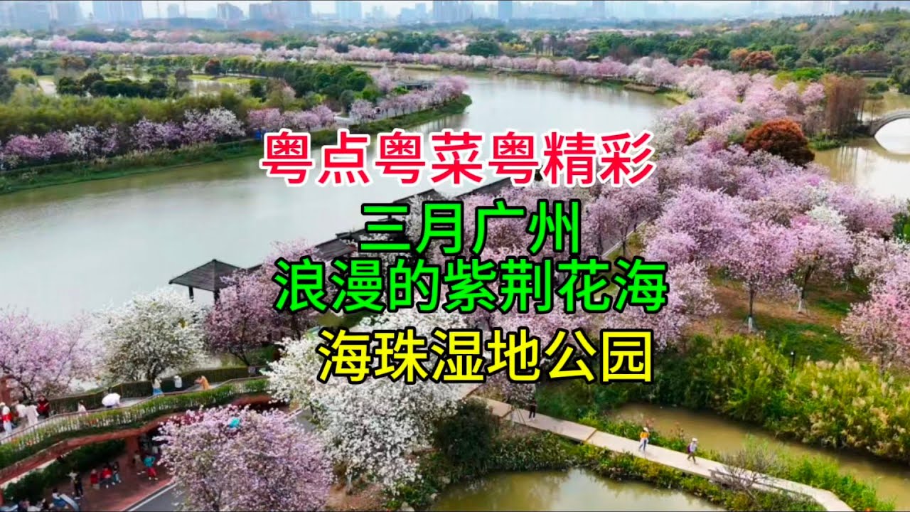 粤点粤菜粤精彩，三月广州浪漫的紫荆花海，海珠湿地公园，粤语中字幕2025-3-15