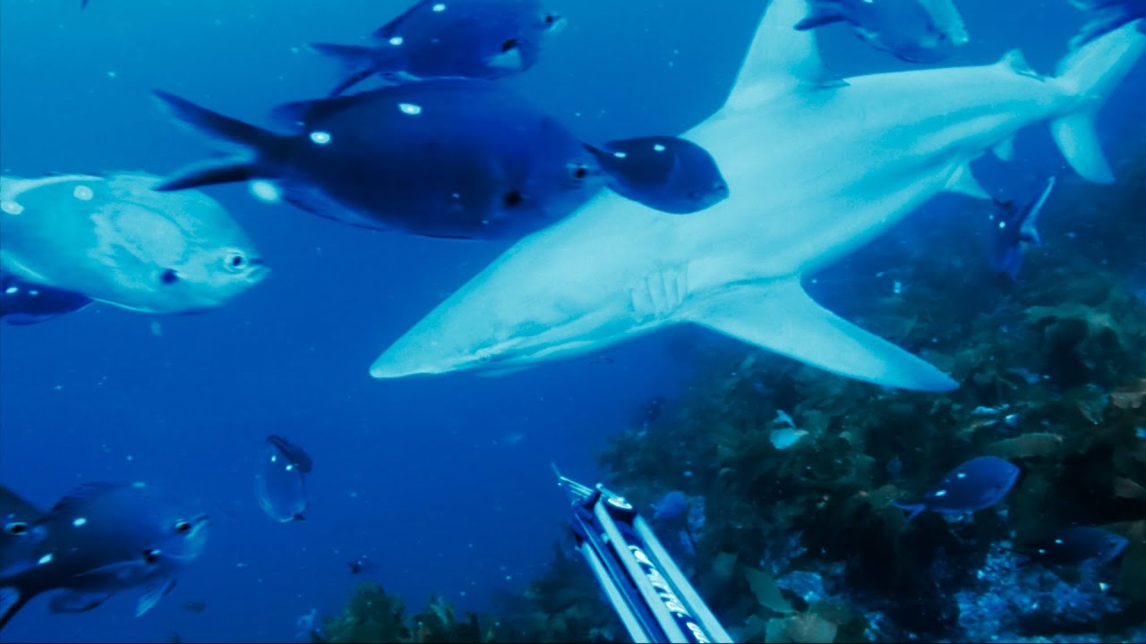 SPEARFISHING AUCKLAND! Hauraki Gulf Kingfish & Sharks