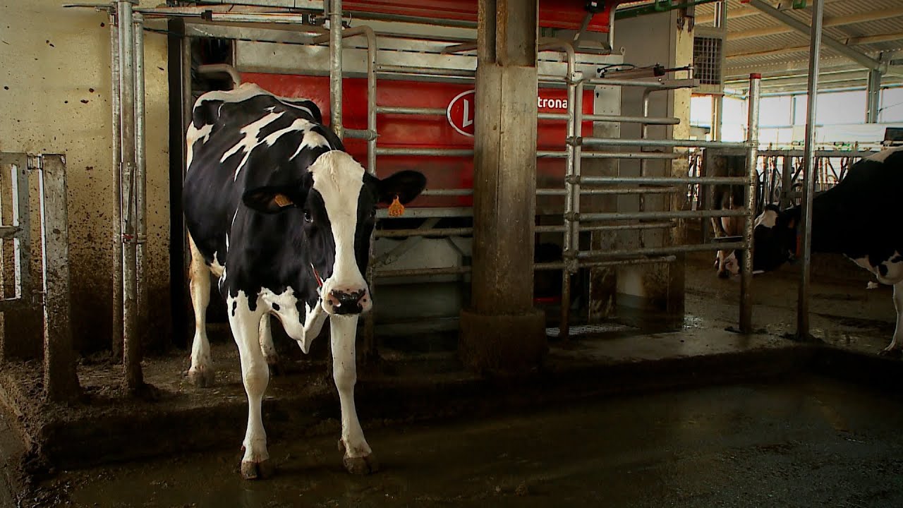Al robot de orde&ntilde;o 'Astronaut A5' de Lely no hace falta llevar las vacas, van ellas solas | Agro