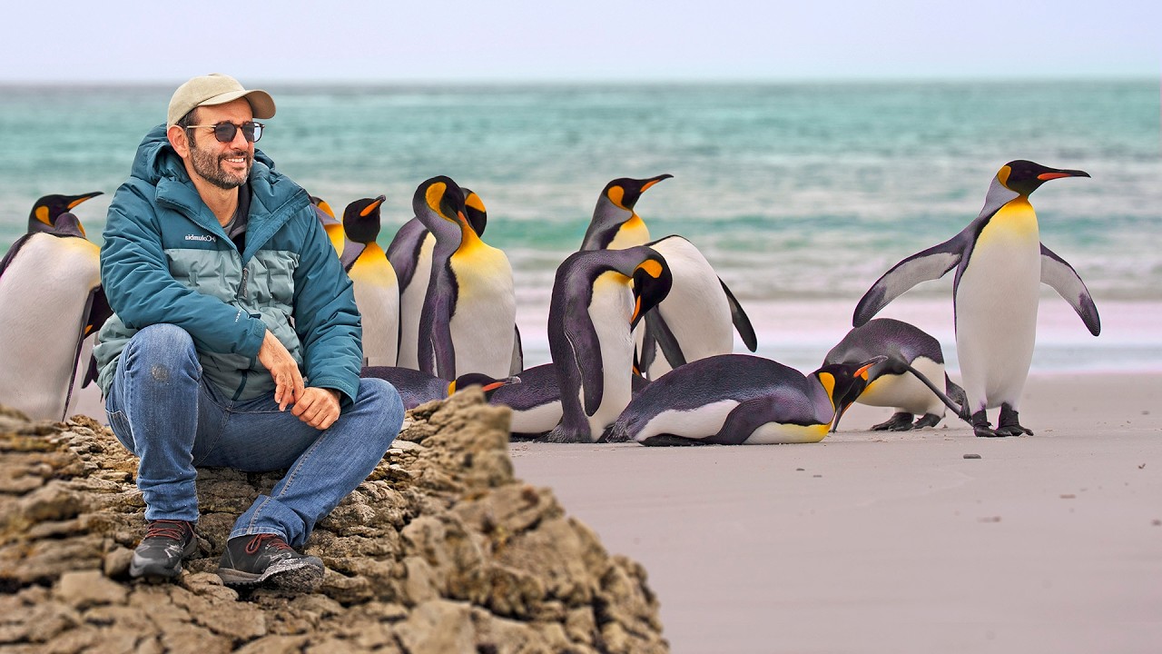 VISITAMOS a ILHA que tem MAIS PINGUINS do que GENTE! #Boravê