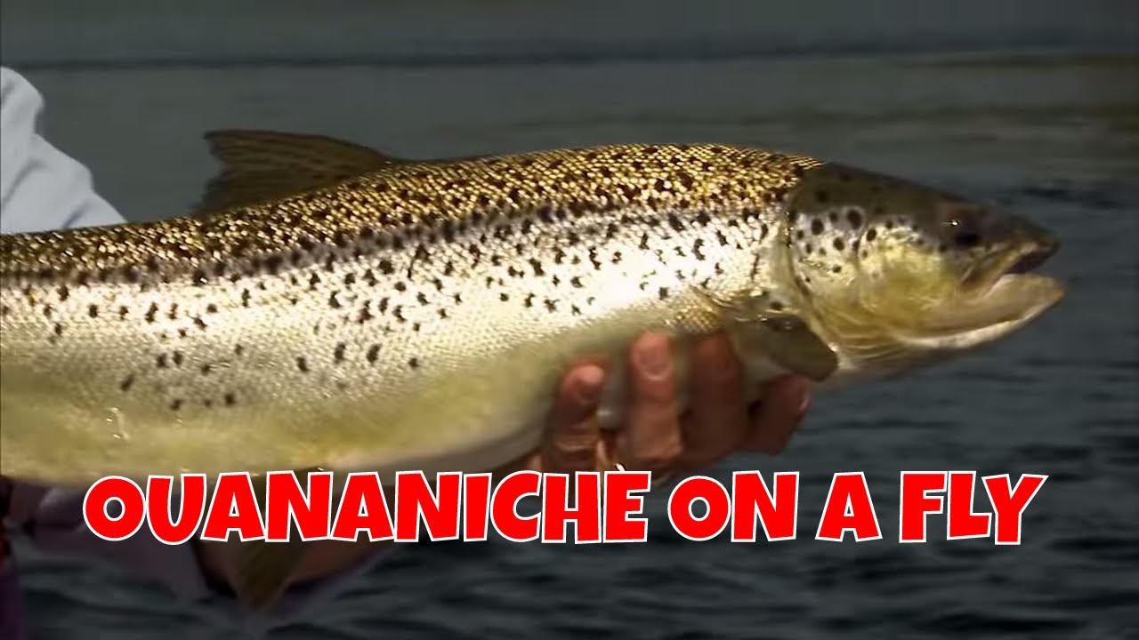 Brook Trout, Lake Trout & Ouananiche!