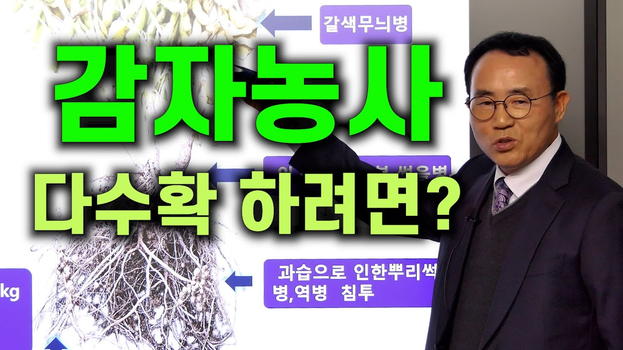 감자농사 다수확 하려면?