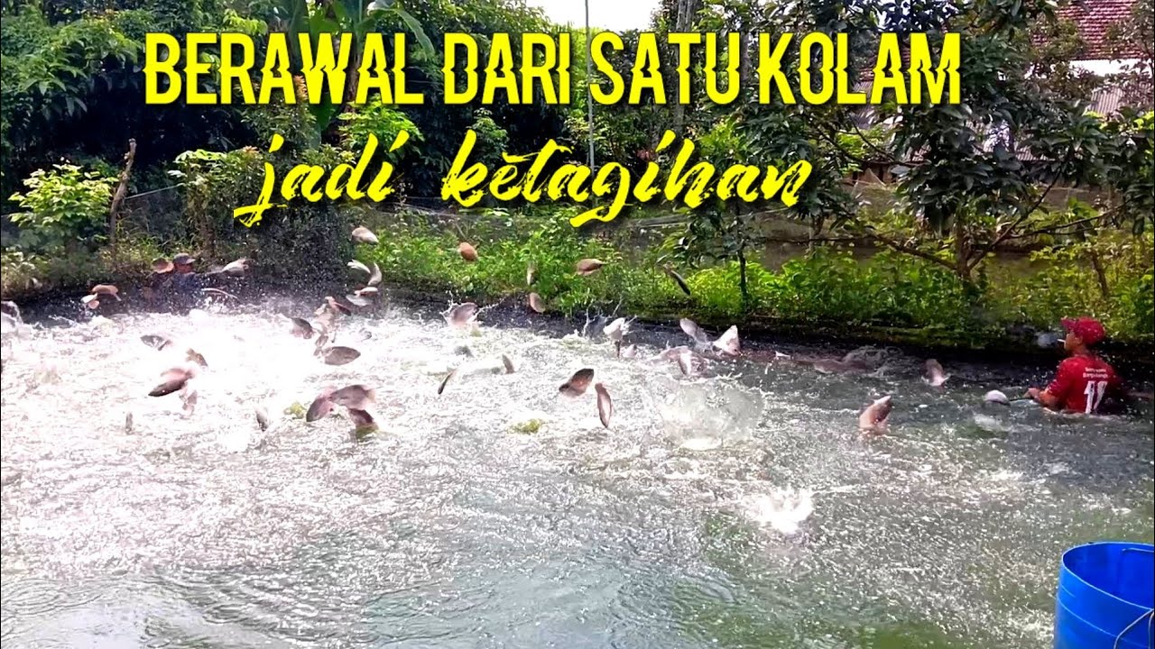 Panen di kolam Adik saya sendiri 2500 ekor habis pakan 41 sak hasilnya.....