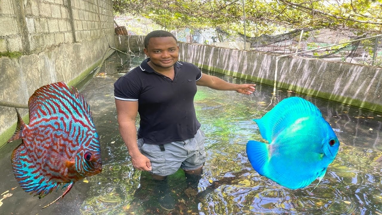 Día 35 de los peces discos mi mejor alimento 🥘