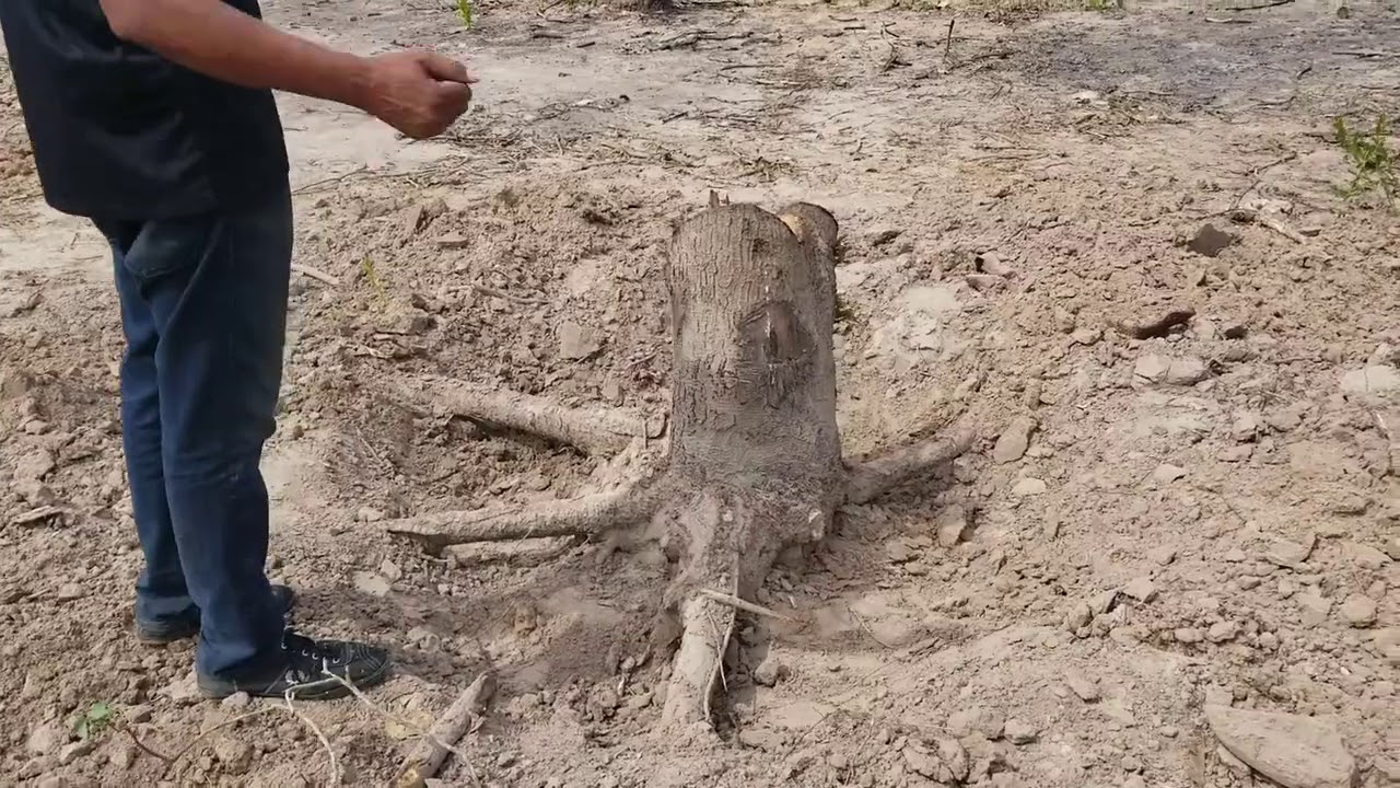 Removing tree stumps on our land in The Gambia