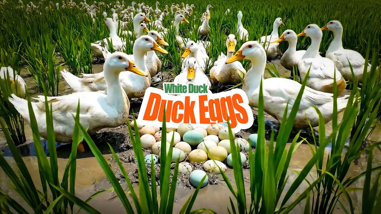 Many ducks and eggs in the fields