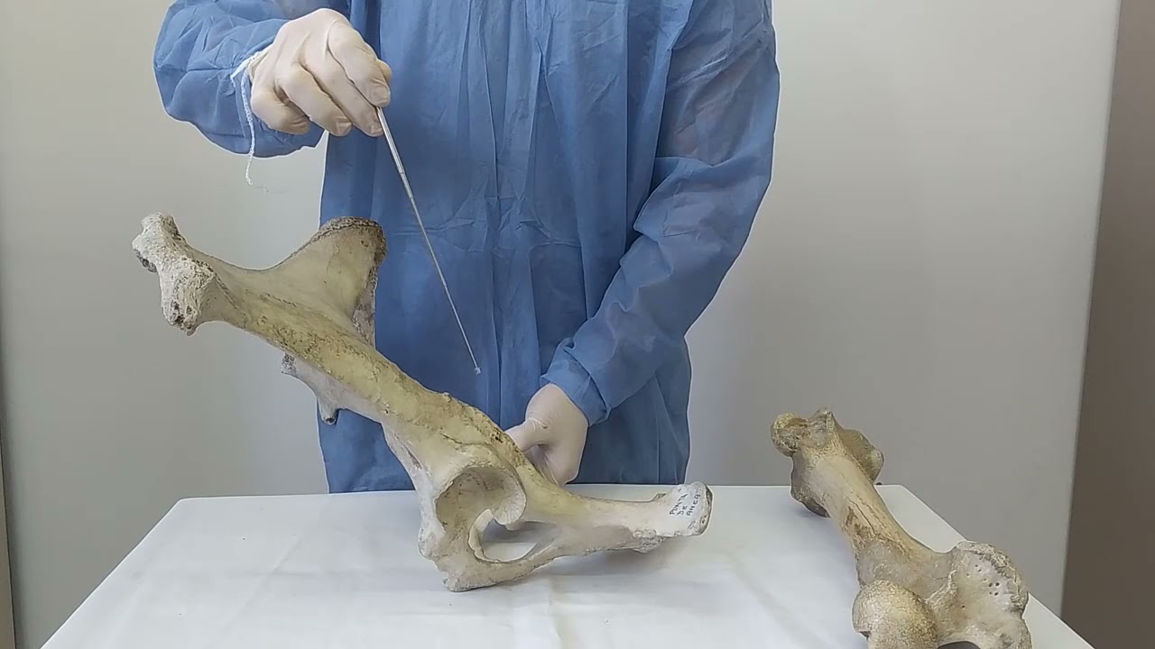 Cintura pélvica de un bovino