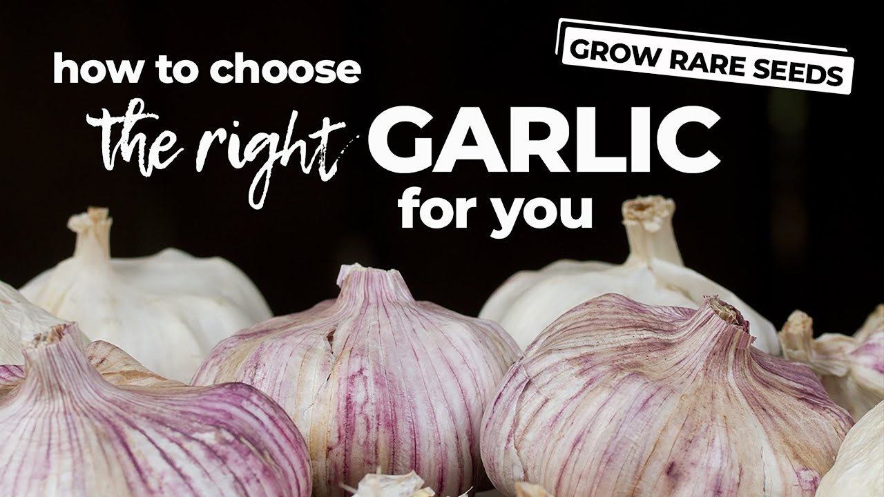 How To Choose the Best Garlic To Plant