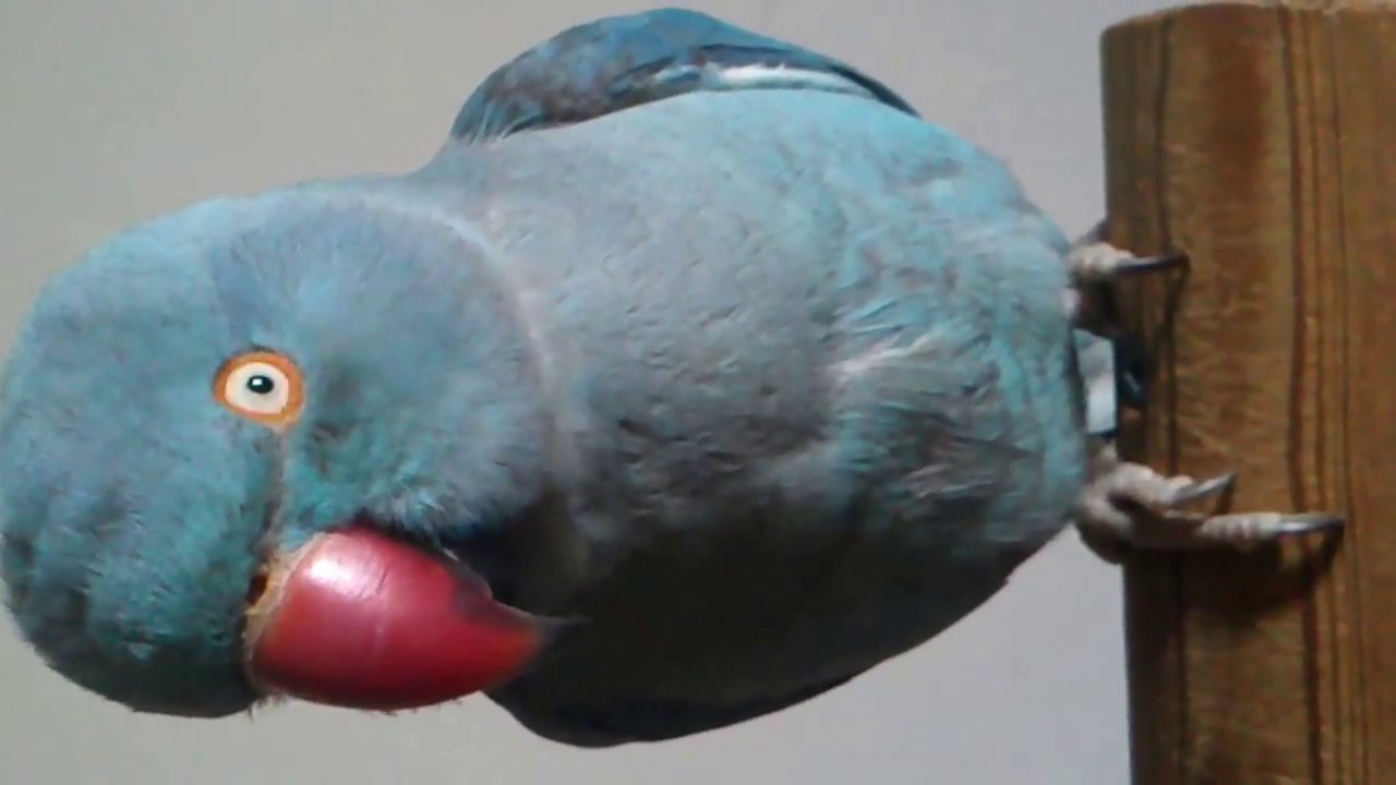 Louis Indian Ringneck talking lesson!! Speaking farsi and english!