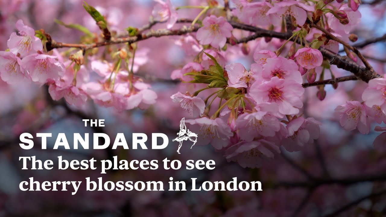 The best places to see cherry blossom in London