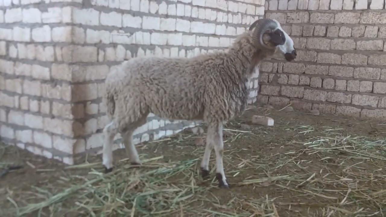 جمعه مباركه على الجميع اجمل العروض عند اخوكم ابو فهد01159896512