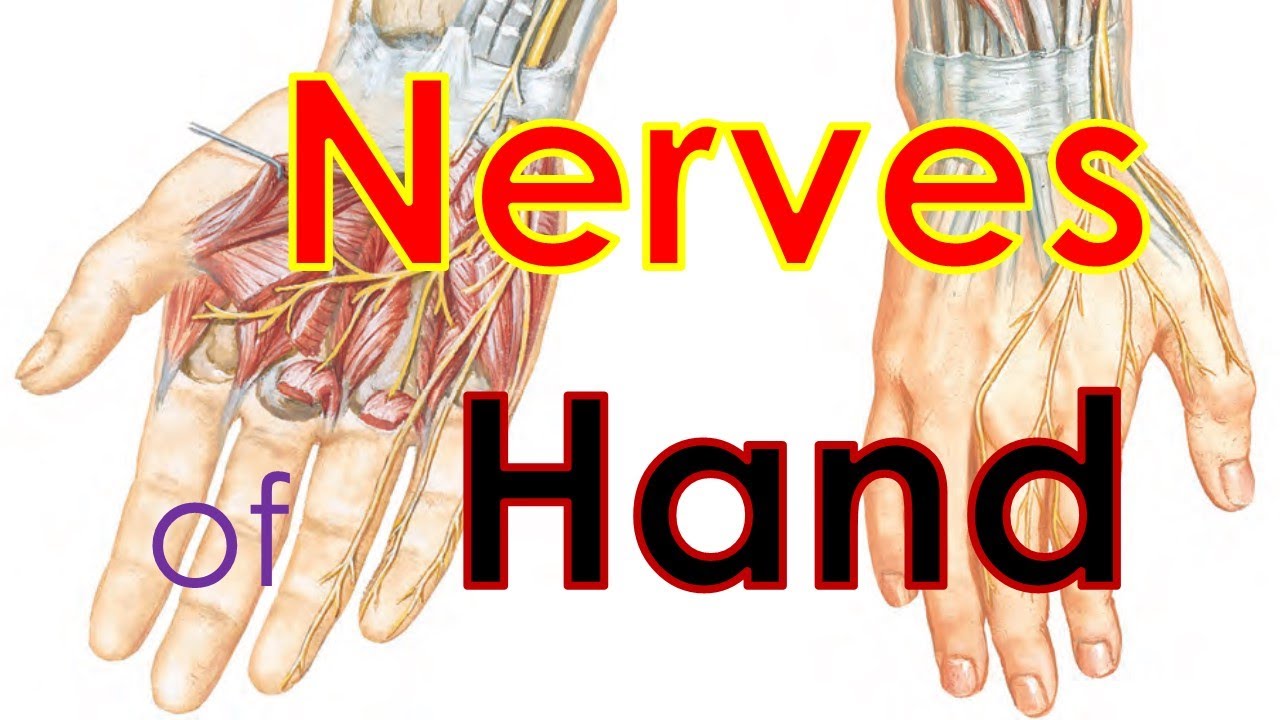 Nerves of the Hand (11/14) || Upper Limb || كلية الطب - مادة التشريح || (M1---) || [56]