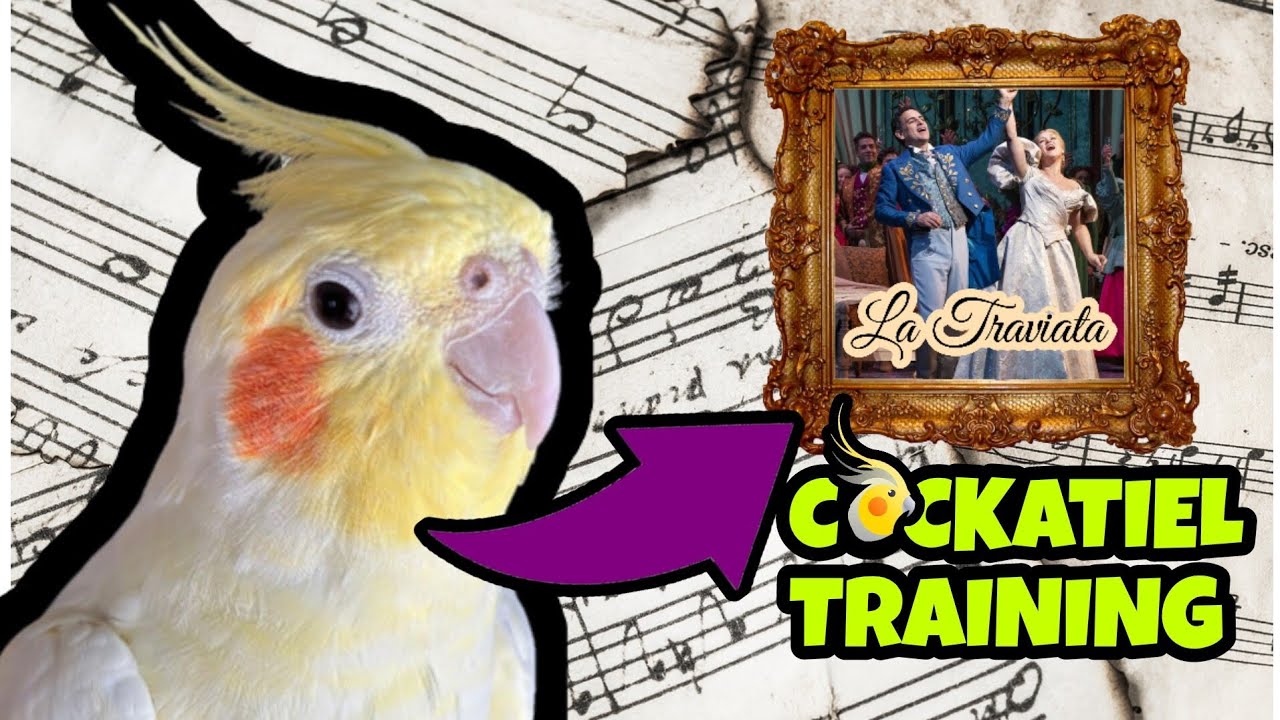 Cockatiel singing La Traviata: “Libiamo, ne’ lieti calici” (Ópera) - COCKATIEL WHISTLE TRAINING