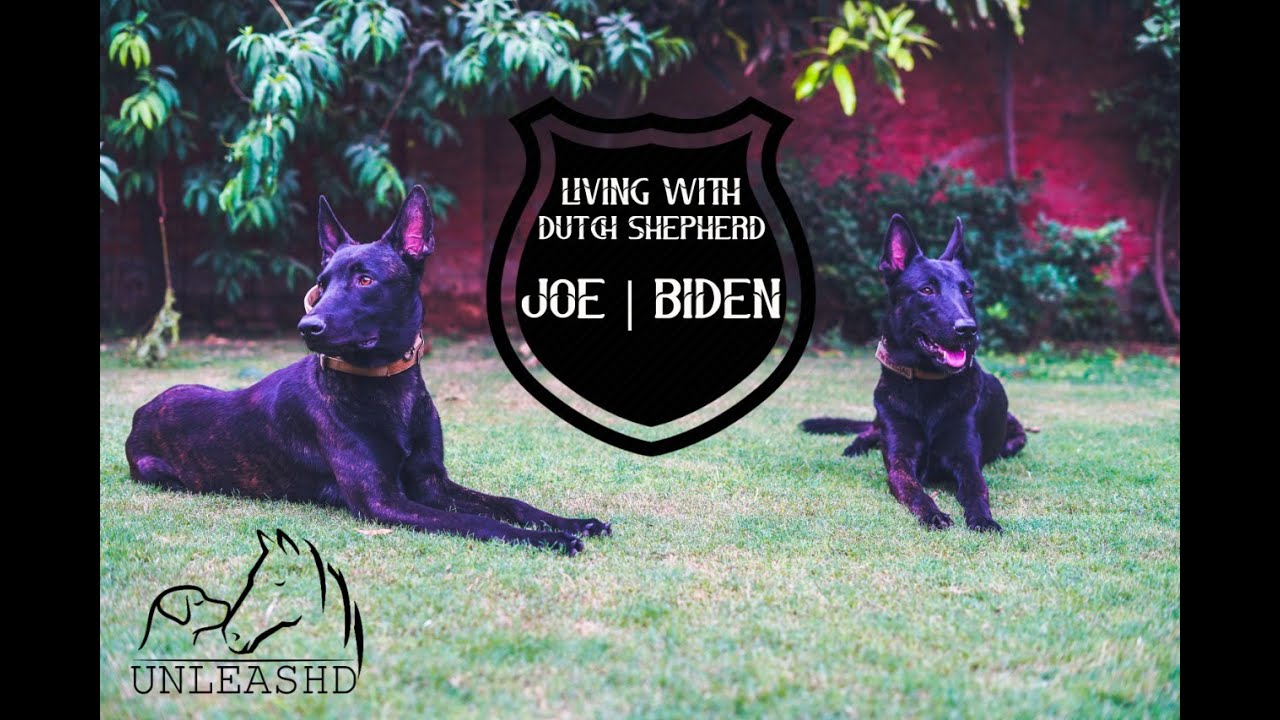 Living With Dutch Shepherds | Lethal Family Dogs ? | Dangerous & Protective ? | Ft. Joe Biden