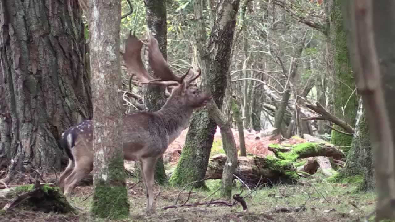 New Forest Fallow Deer