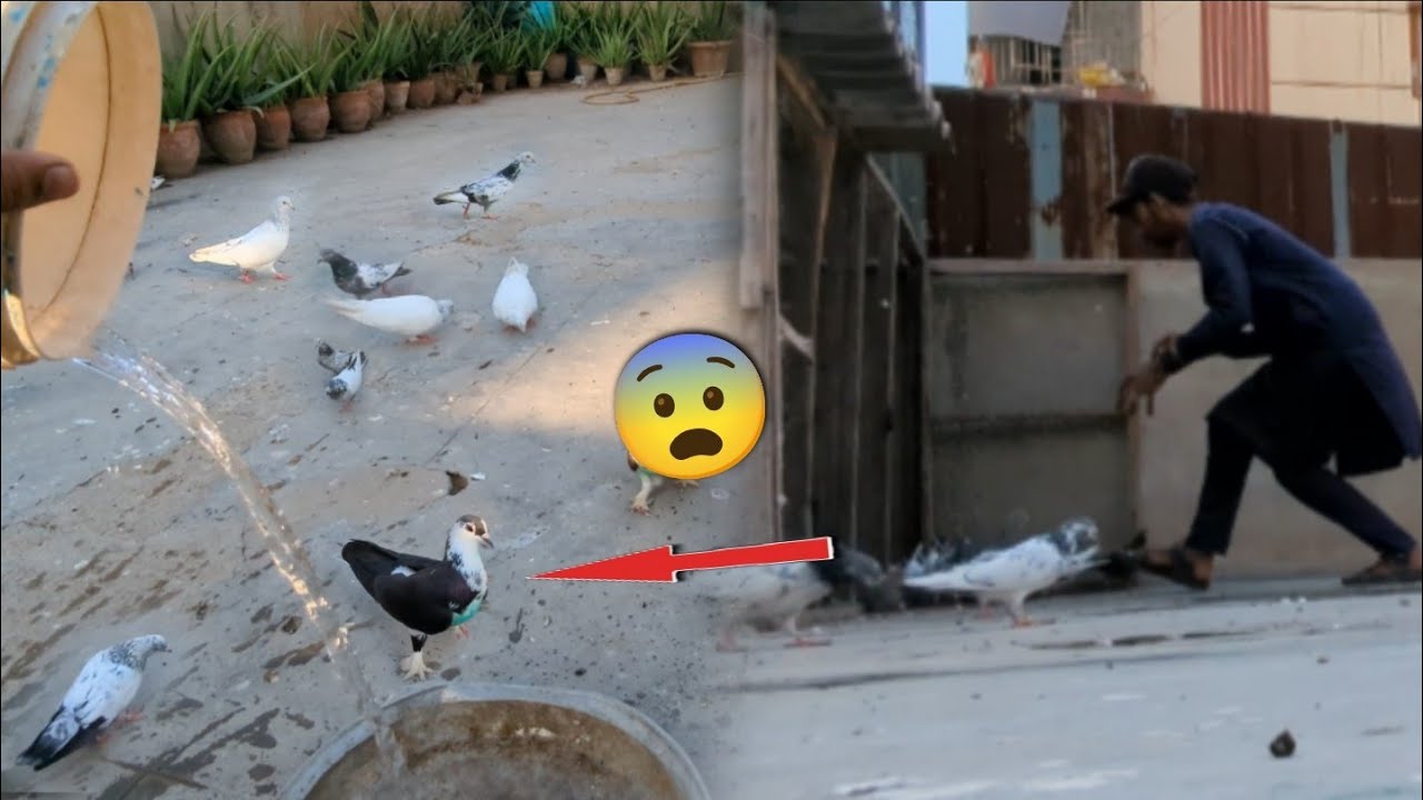 Bohat Mushkil Sa Pkra Ya Shehrazi Kabootar😨 || Trying To Catch A Beautiful  Pigeon😍. #itspigeonlover