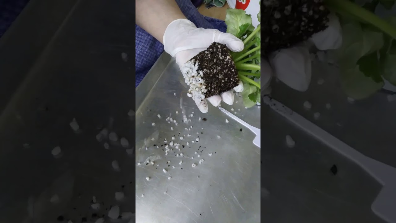 KÖK ÇÜRÜĞÜ TEDAVİSİ VE GENCLEŞTİRME