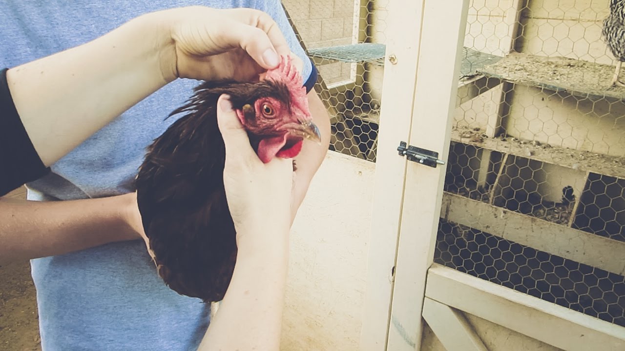 WHICH CHICKENS HAVE STOPPED LAYING?