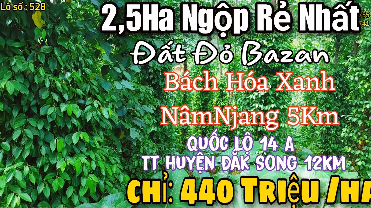 Bán đất Đắk Nông - 2,5Ha Giá Rẻ đất đỏ Bazan -Có sổ Bách Hóa Xanh xã Nâm Njang Đắk Song Đắk Nông 5Km